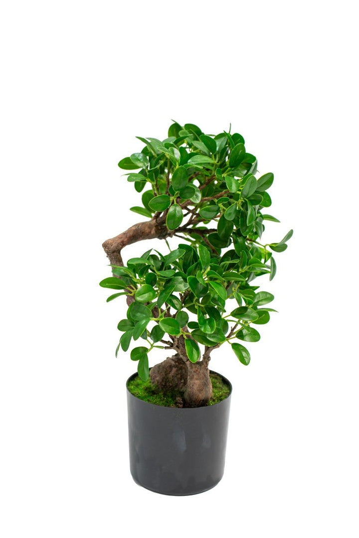 Pianta realistica in vaso Bonsai Banyan h45cm