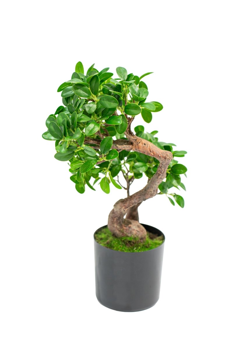Pianta realistica in vaso Bonsai Banyan h45cm