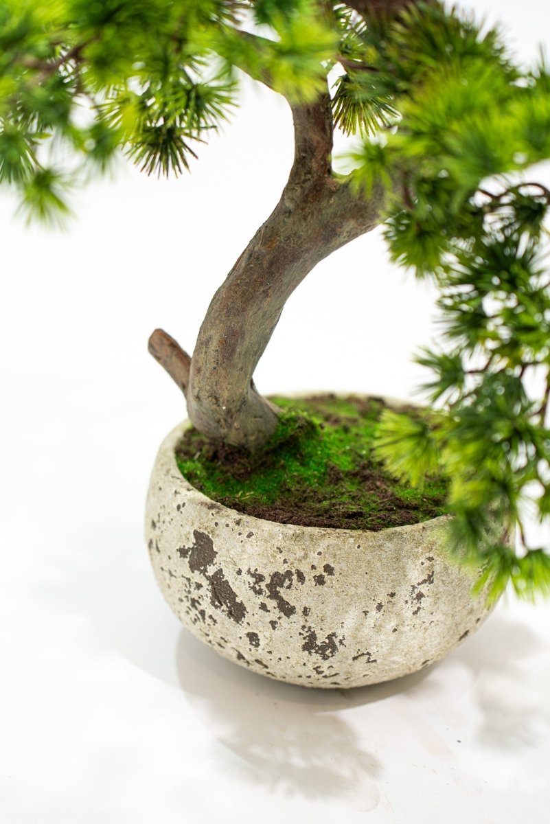Pino Bonsai artificiale in vaso di cemento h50 cm