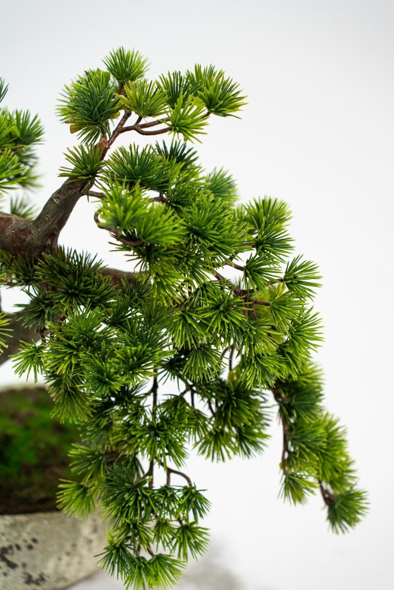 Pino Bonsai artificiale in vaso di cemento h50 cm