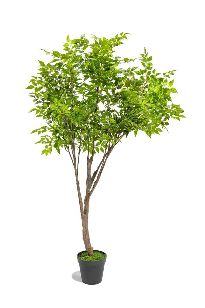 Albero artificiale Radermachera in vaso con altezza 210 cm