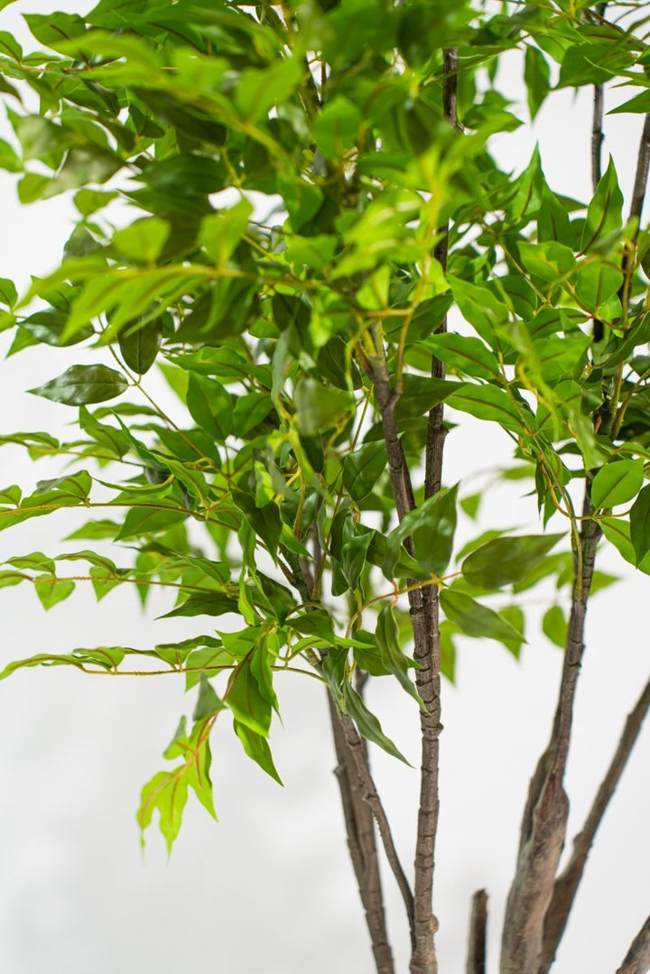 Albero artificiale Radermachera in vaso con altezza 210 cm