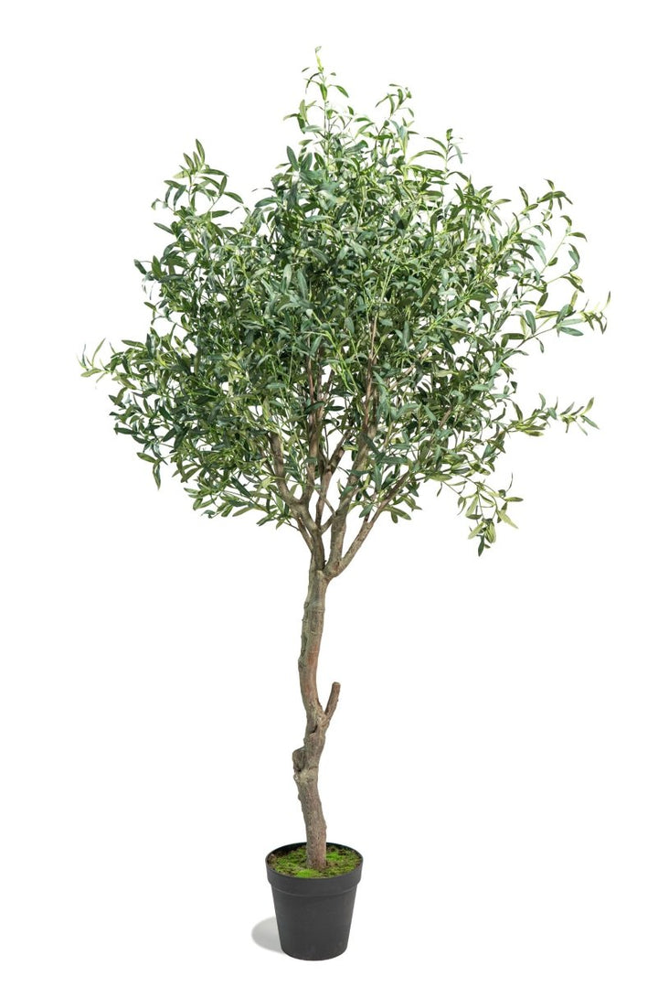 Albero di Ulivo artificiale realistico h245cm