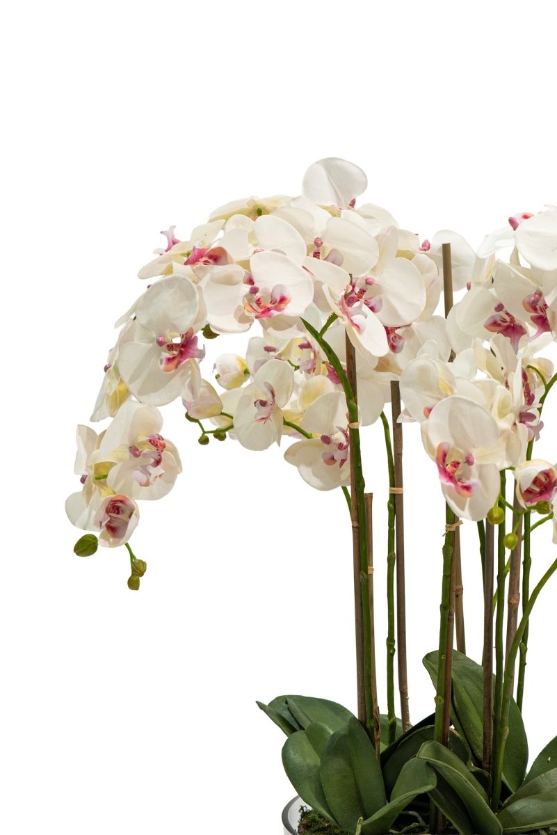 Pianta artificiale in vaso trasparente Orchidea Phalaenopsis h85 cm
