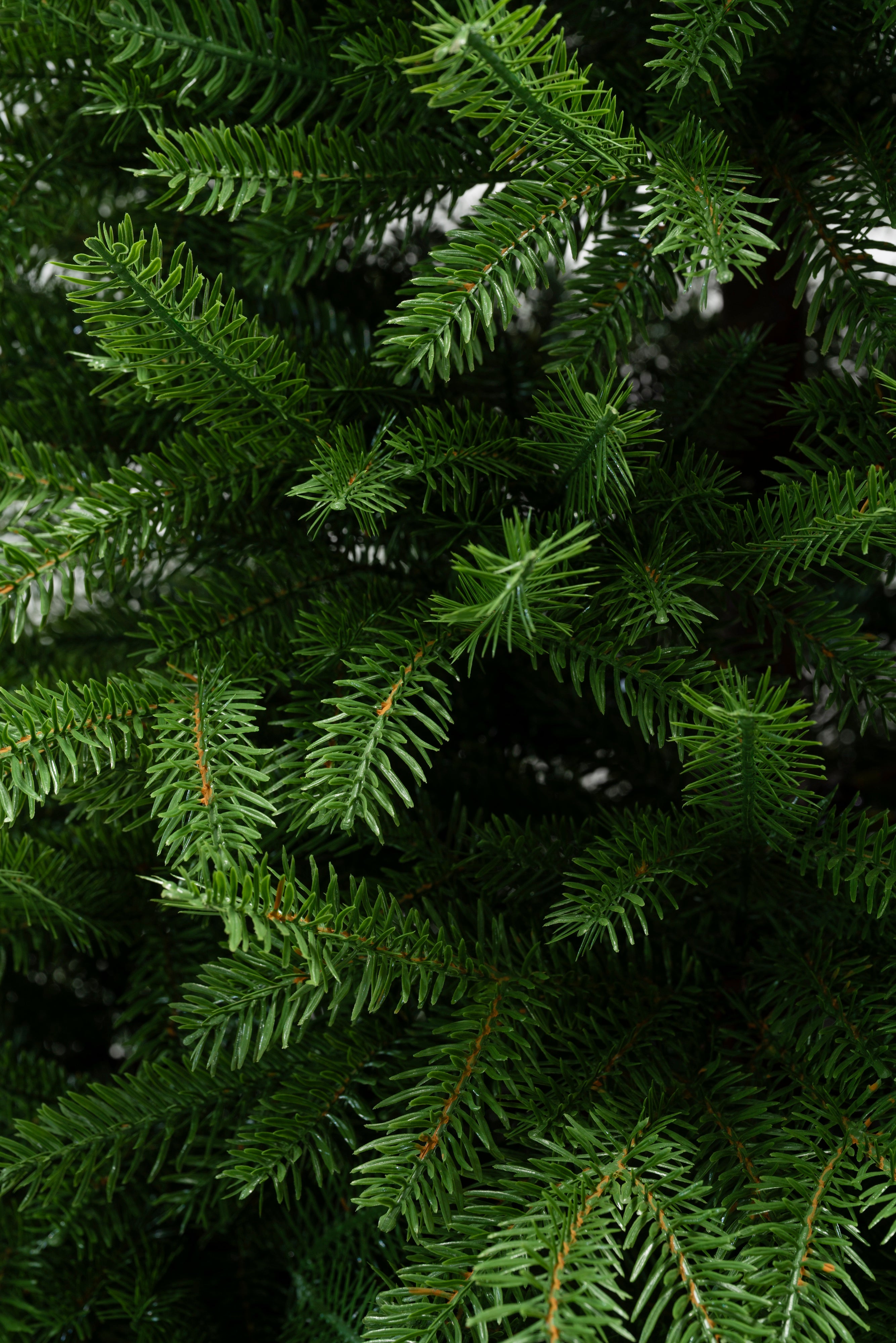 Albero di Natale Queen | Xone