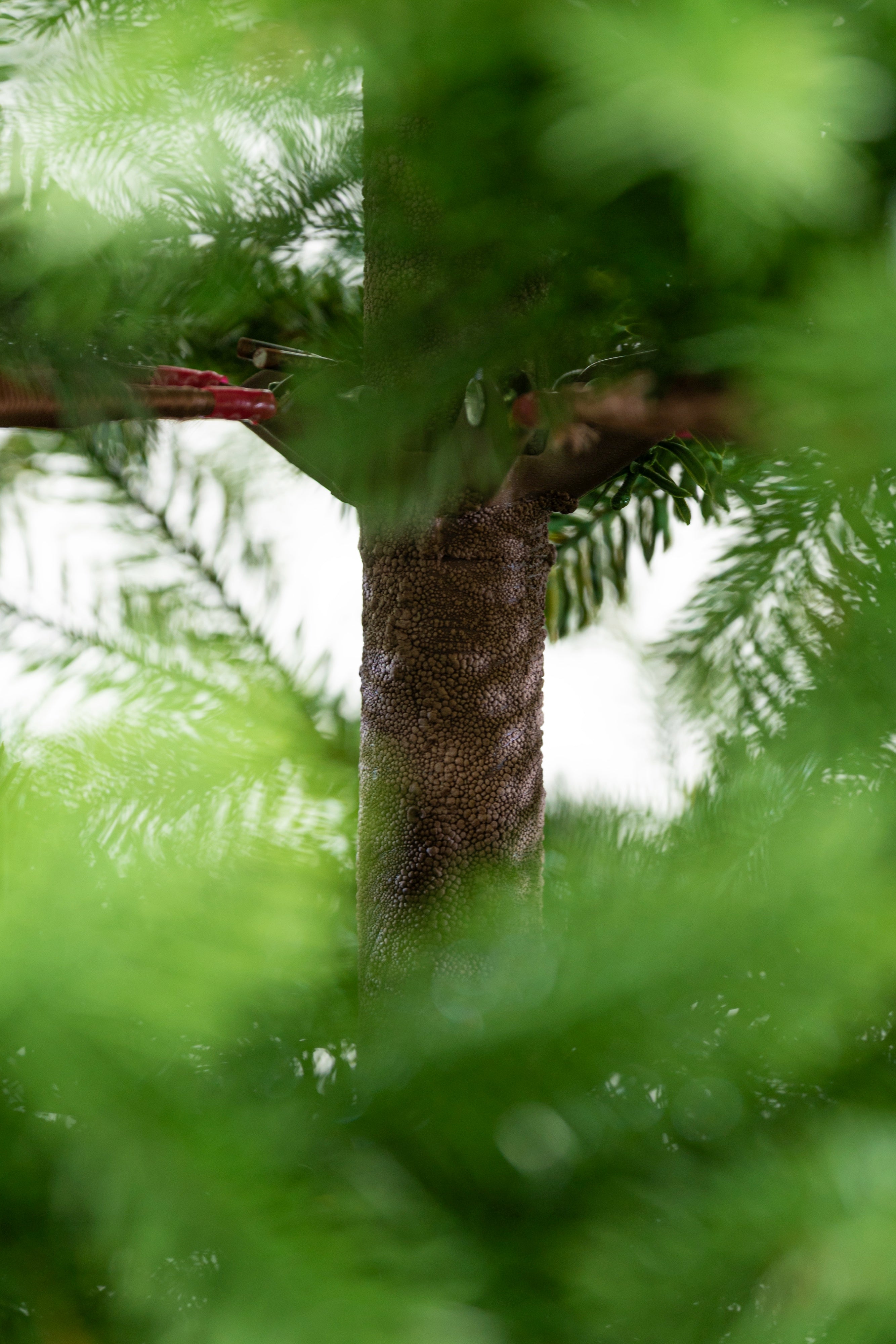 Albero di Natale Queen | Xone