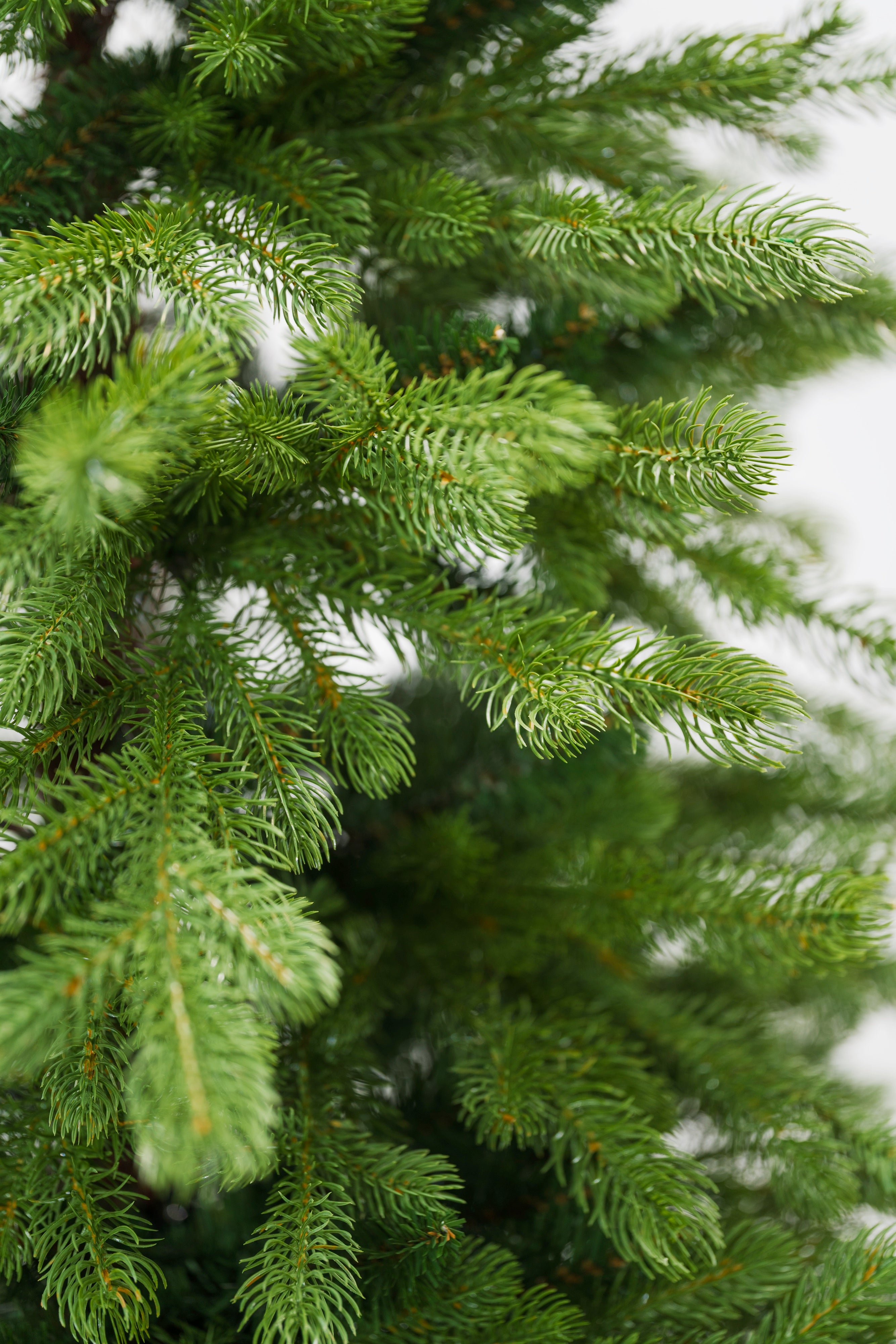 Albero di Natale Bernard | Xone