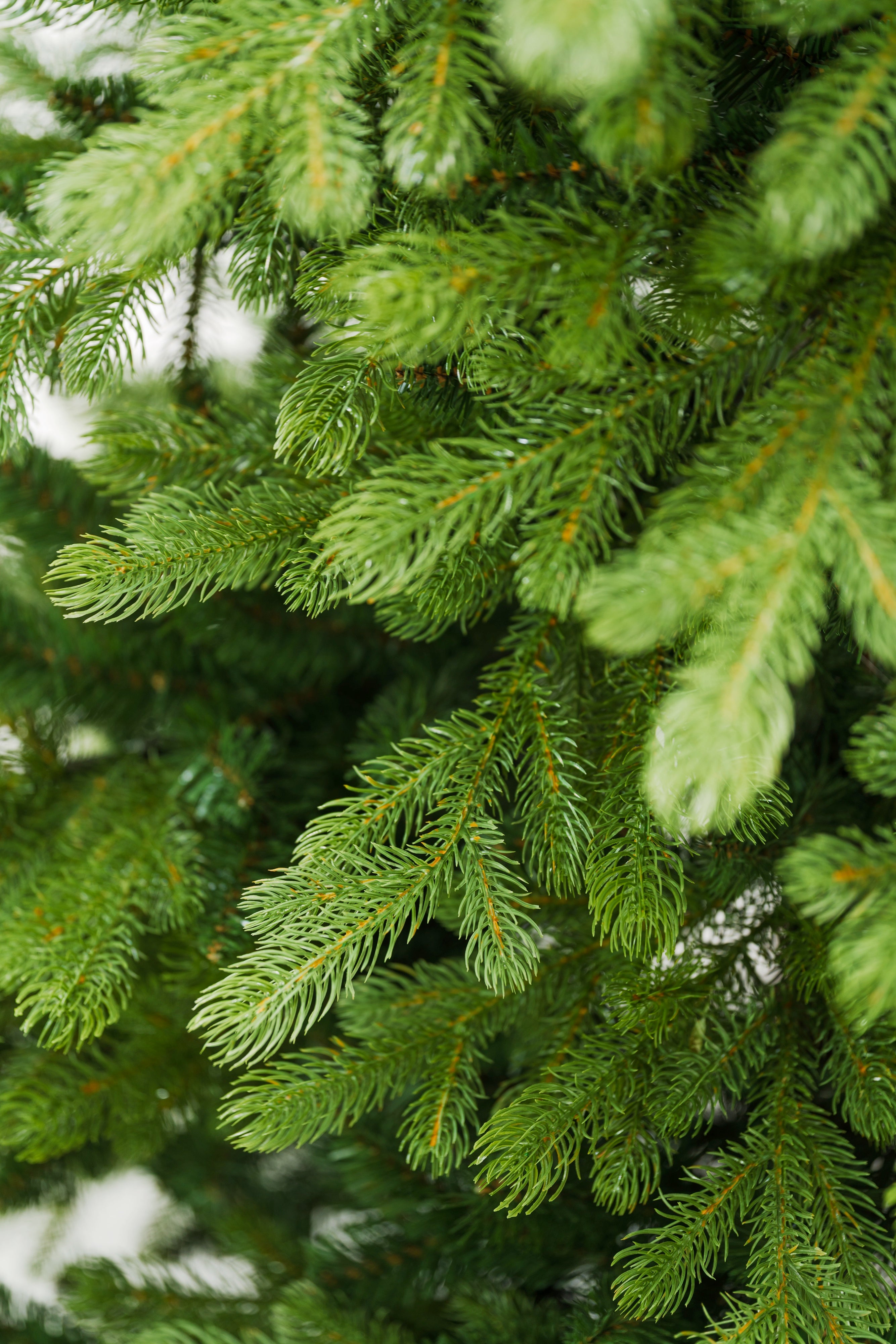 Albero di Natale Bernard | Xone