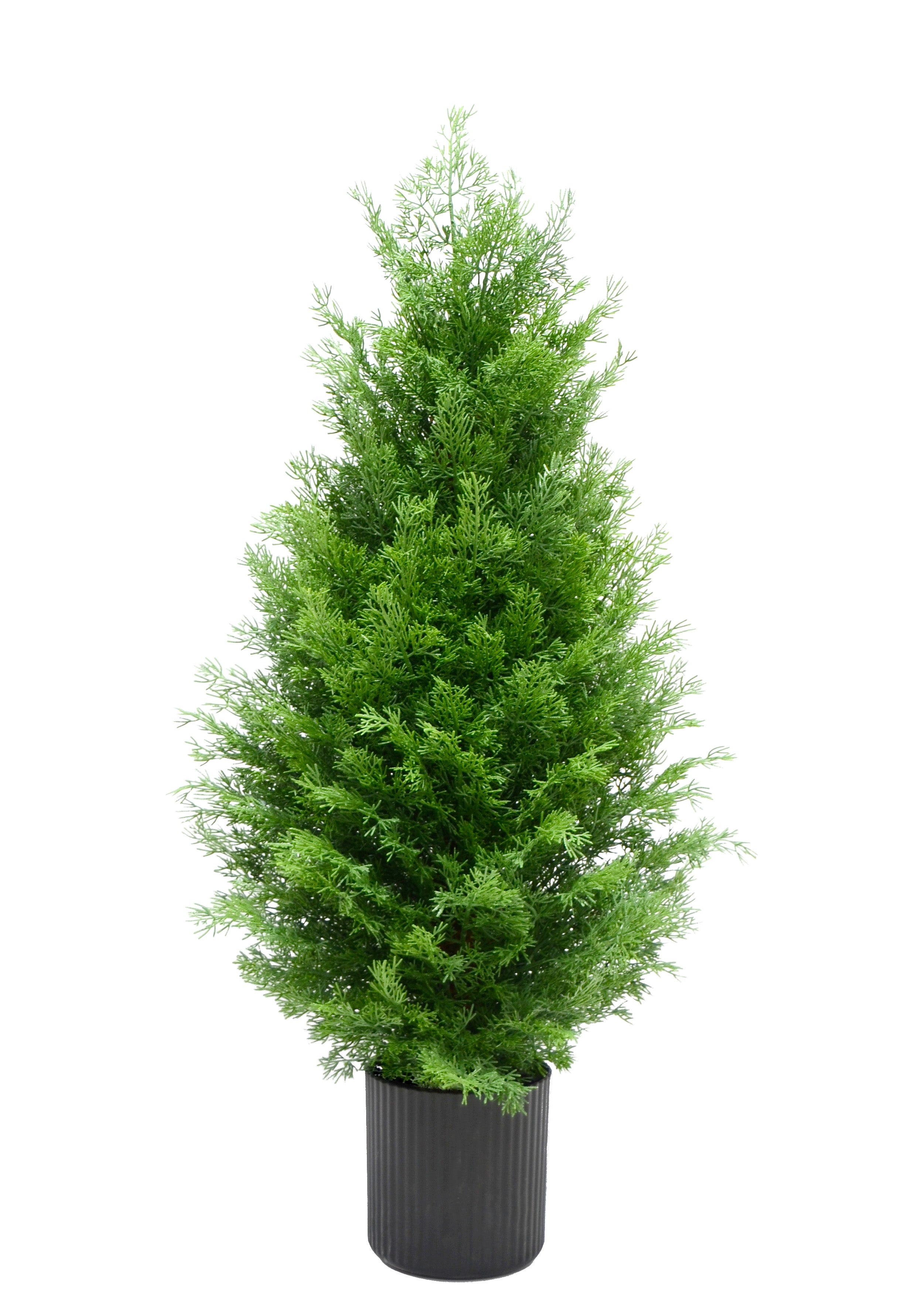 Pinetto Iannik | Xone