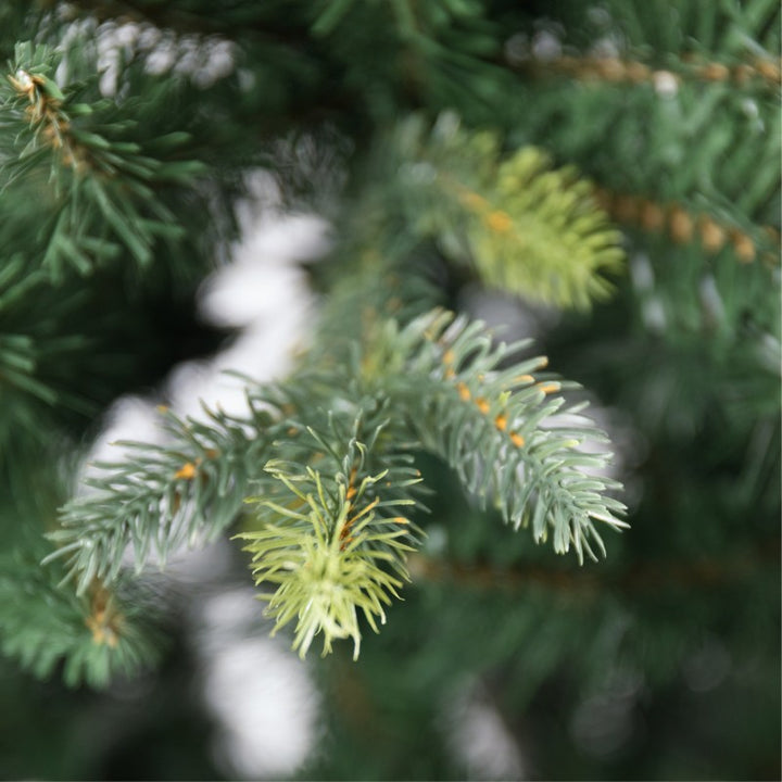 Albero Arthur