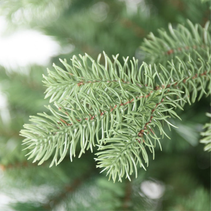 Albero Barnaby