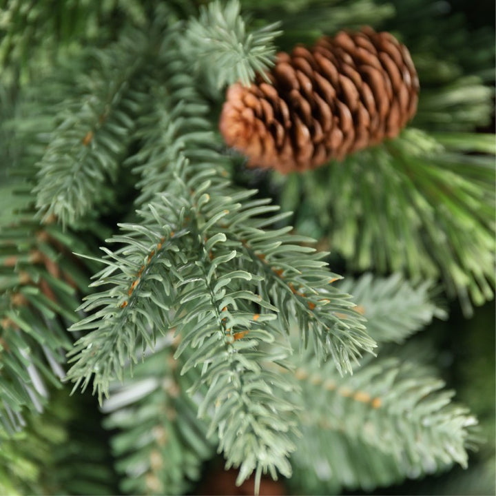Albero Byron
