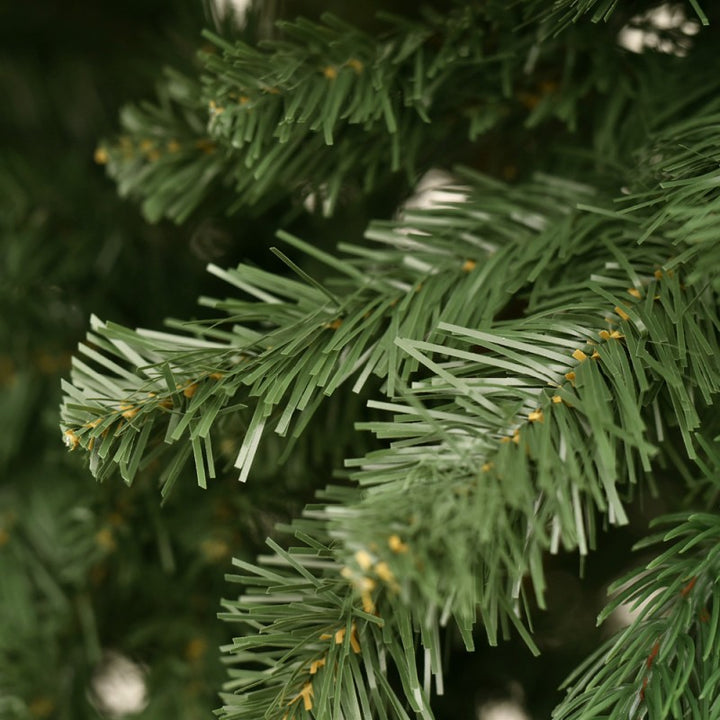 Albero Edward