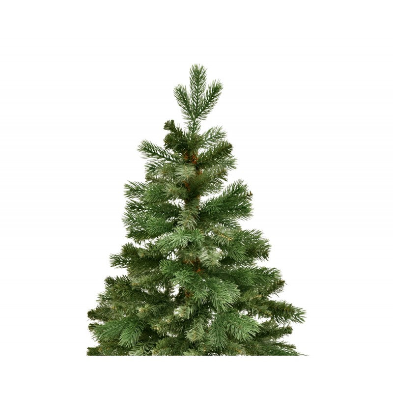 Albero Edward