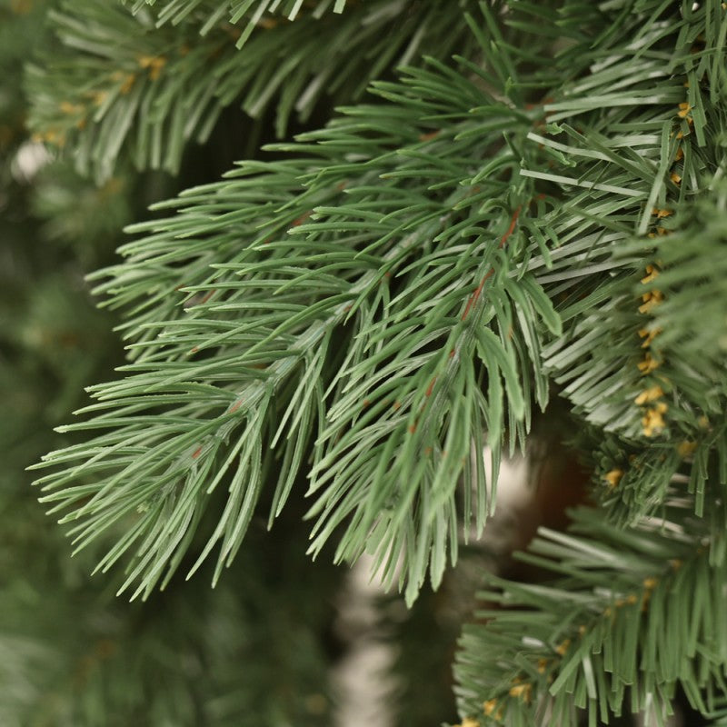 Albero Edward