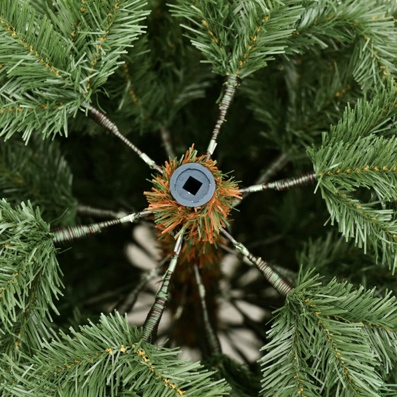 Albero Edward