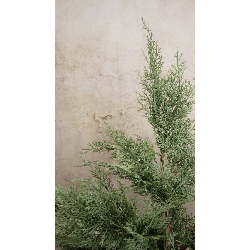 Mazzo Di Rami Di Cipresso Martin By Salvatore Izzo