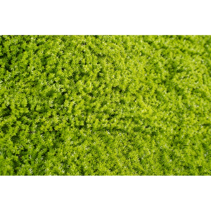 Siepe Artificiale Muschio 50x50cm