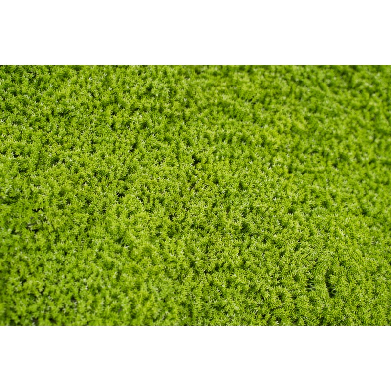 Siepe Artificiale Muschio 50x50cm