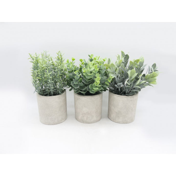 Succulente Assortite In Vaso Di Cemento 23cm
